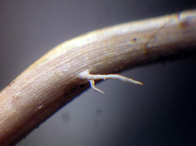 Una  misteriosa  Cordyceps